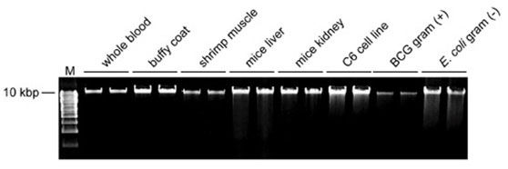 Набор для выделения суммарной ДНК taco™ Total DNA Extraction Kit позволяет выделять геномную ДНК из образцов различных типов.